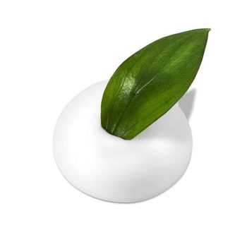 Neogen – Real Fresh Foam Green Tea 160 ml k beauty